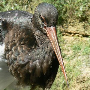European birds aviary - Black stork