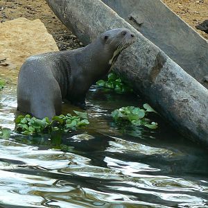 Giant river  otter