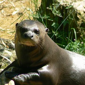 Giant river  otter