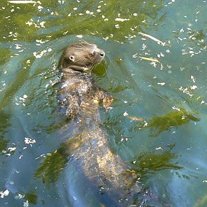 Giant river  otter