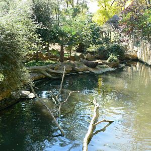 Giant river  otter exhibit