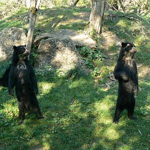 Spectacled bears
