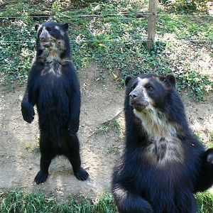 Spectacled bears