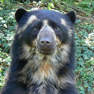 Spectacled bear