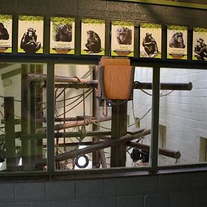 Planckendael - Africa (Bonobo House)