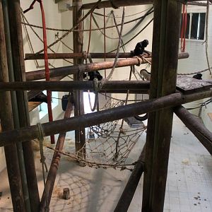 Planckendael - Africa (Bonobo House)