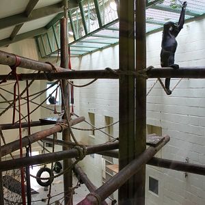 Planckendael - Africa (Bonobo House)