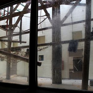 Planckendael - Africa (Bonobo House)