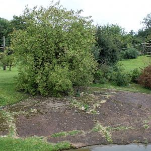 Planckendael - Africa (Bonobo Island)