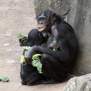 Planckendael - Africa (Bonobos)