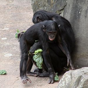 Planckendael - Africa (Bonobos)