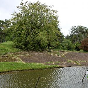Planckendael - Africa (Bonobo Island)