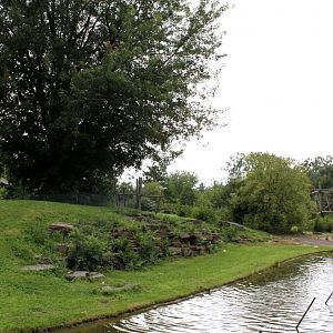 Planckendael - Africa (Bonobo Island)