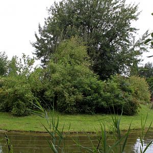 Planckendael - Africa (Bonobo Island)