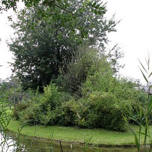 Planckendael - Africa (Bonobo Island)