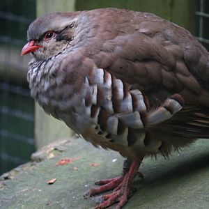 Unknown partridge species