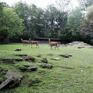 Planckendael - Red deer exhibit