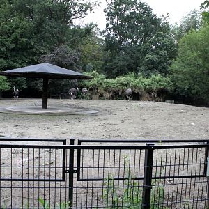 Planckendael - Ostrich exhibit