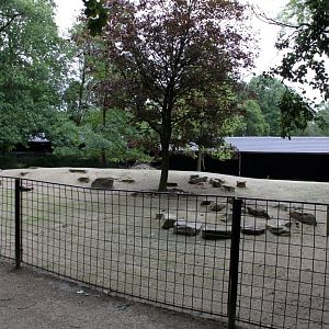 Planckendael - Slender-horned gazelle exhibit