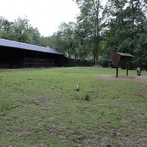 Planckendael - Blue wildeest exhibit