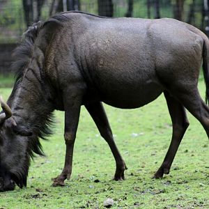 Planckendael - Blue wildeest
