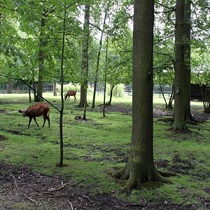 Planckendael - Bongo exhibit