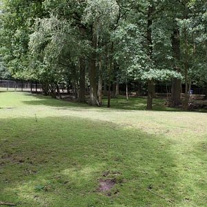 Planckendael - Bongo exhibit