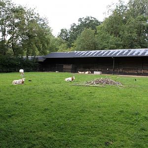 Planckendael - Scimitar-horned oryx exhibit