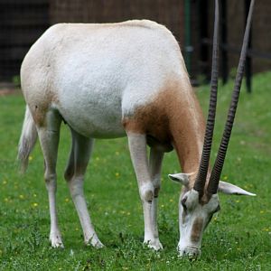 Planckendael - Scimitar-horned oryx