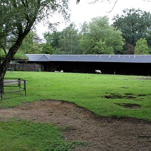 Planckendael - Arabian oryx exhibit