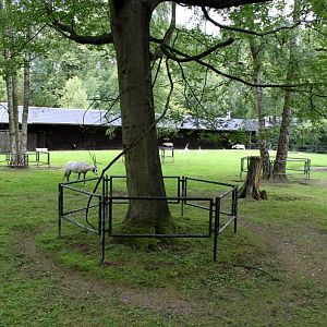 Planckendael - Arabian oryx exbibit