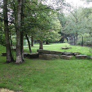 Planckendael - Cheetah exhibit