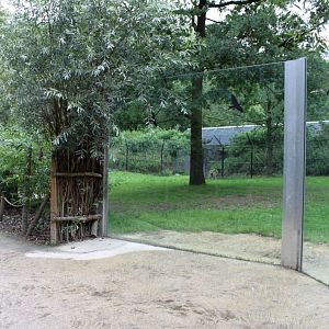 Planckendael - Cheetah exhibit