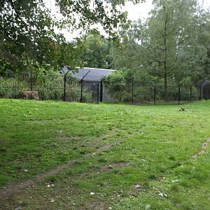 Planckendael - Cheetah exhibit