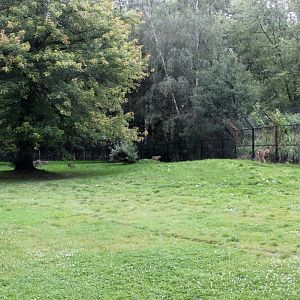 Planckendael - Cheetah exhibit