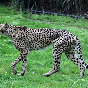 Planckendael - Cheetah