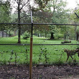 Planckendael - Cheetah exhibit