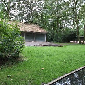 Planckendael - Flamingo exhibit