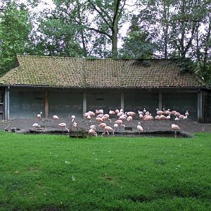 Planckendael - Flamingo exhibit