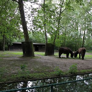 Planckendael - Poitou donkey exhibit