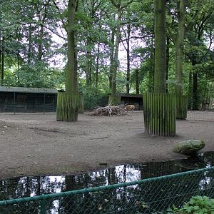 Planckendael - Vicuna exhibit