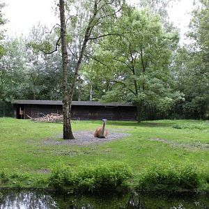 Planckendael - Guanaco exhibit