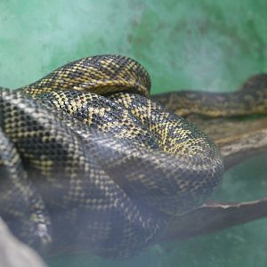 Corallus ruschenbergerii?