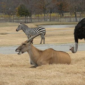 Eland, Grant's Zebra, Ostrich