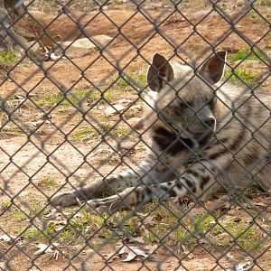 Striped Hyena