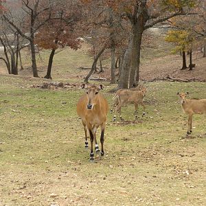 Nilgai
