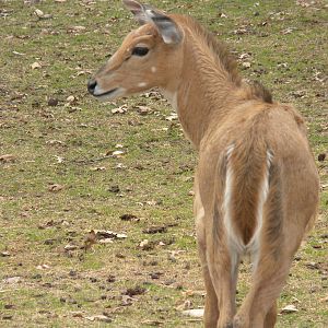 Nilgai