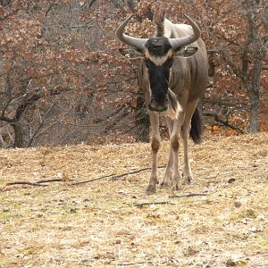 Eastern White-Bearded Wildebeest