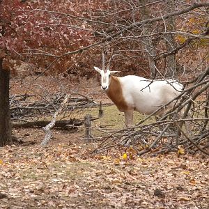 Scimitar-Horned Oryx