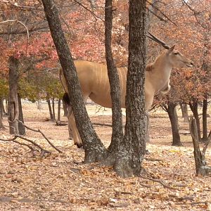 Common Eland